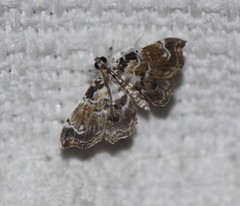 Musotima