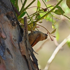 Leptasthenura fuliginiceps