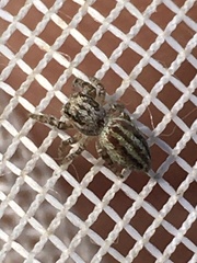 Pelegrina arizonensis