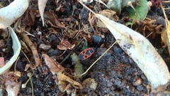 Pyrrhocoris apterus