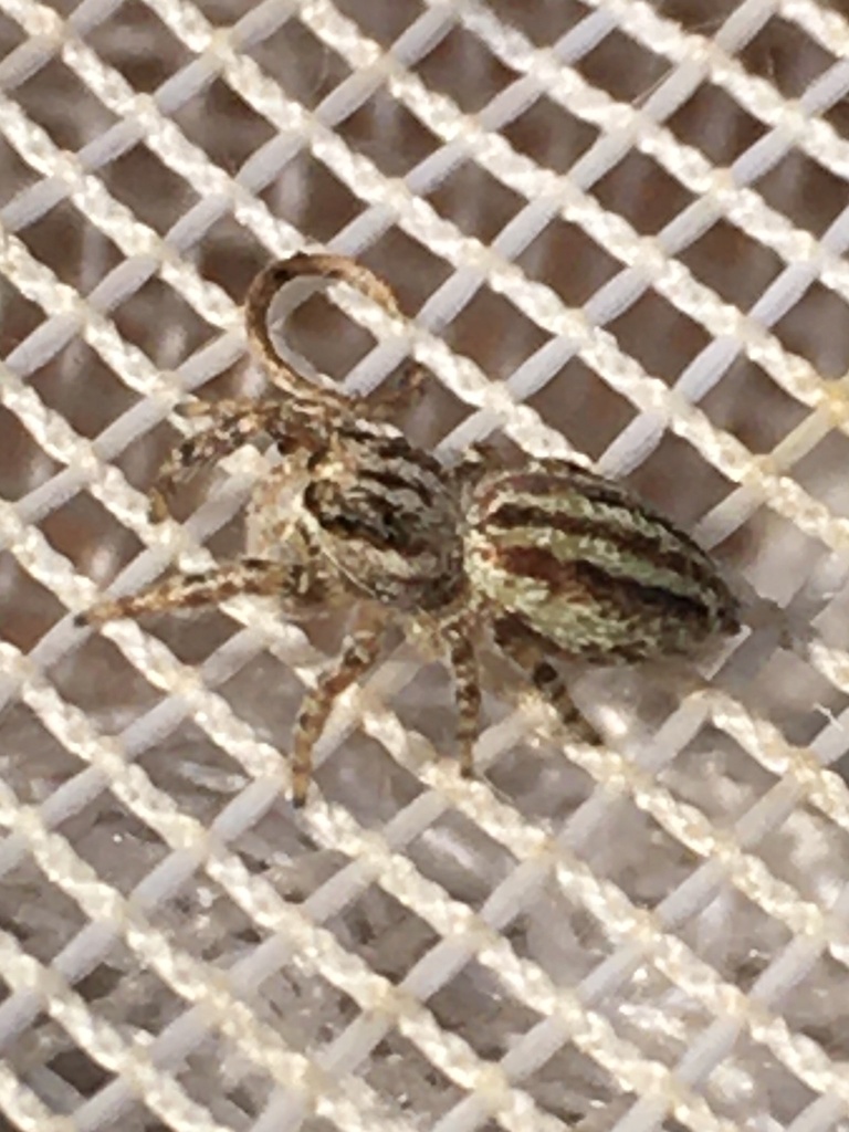 Pelegrina arizonensis