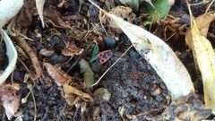 Pyrrhocoris apterus