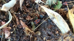 Pyrrhocoris apterus