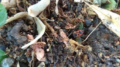 Pyrrhocoris apterus