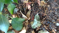 Pyrrhocoris apterus