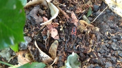 Pyrrhocoris apterus