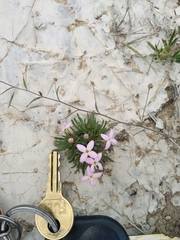 Houstonia rubra