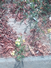 Raphanus raphanistrum