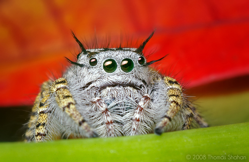 High Eyelashed Jumping Spider