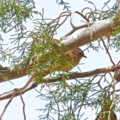 Leptasthenura fuliginiceps