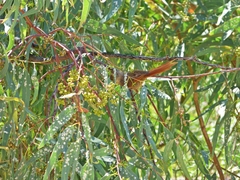 Leptasthenura fuliginiceps