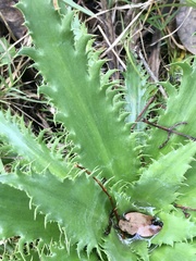 Eryngium serra
