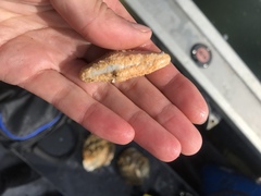 Eupentacta quinquesemita