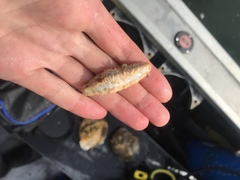 Eupentacta quinquesemita