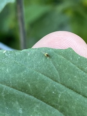 Aphididae