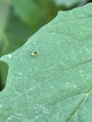 Aphididae