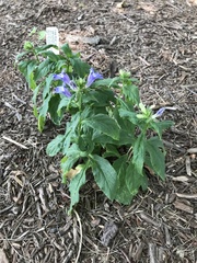 Lobelia siphilitica