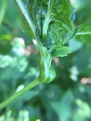 Asphondylia eupatorii