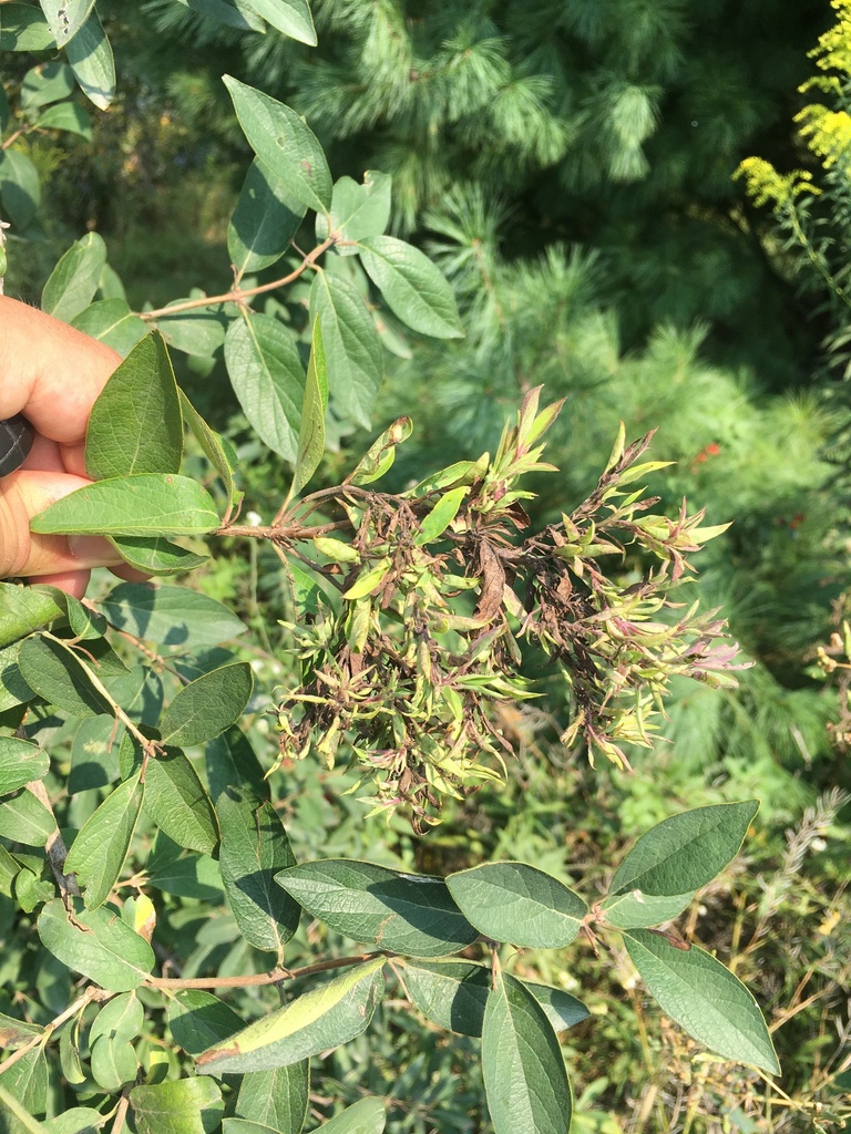 Honeysuckle Aphid