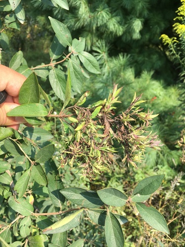 Honeysuckle Aphid