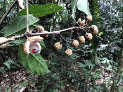 Lindackeria paludosa