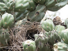 Campylorhynchus brunneicapillus