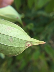 Parallelodiplosis subtruncata