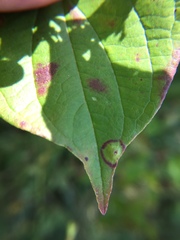 Parallelodiplosis subtruncata