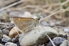 Ochlodes yuma anasazi