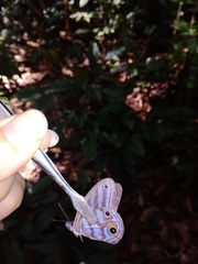 Chloreuptychia herseis