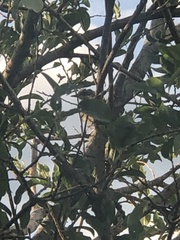 Dumetella carolinensis