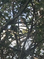 Dumetella carolinensis