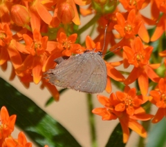 Satyrium edwardsii