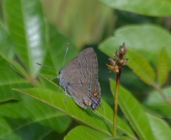 Satyrium edwardsii