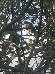 Dumetella carolinensis