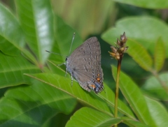 Satyrium edwardsii