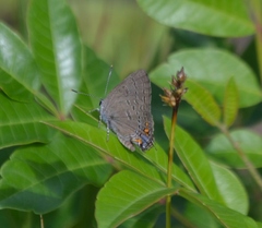 Satyrium edwardsii