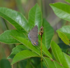 Satyrium edwardsii