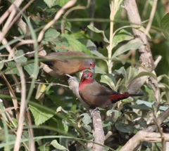 Lagonosticta rubricata