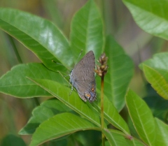 Satyrium edwardsii