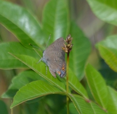 Satyrium edwardsii