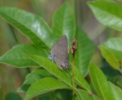 Satyrium edwardsii