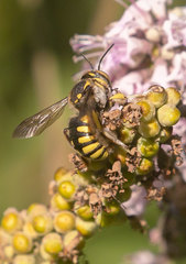 Anthidium florentinum