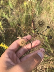 Hieracium longipilum