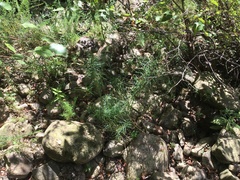 Amsonia hubrichtii