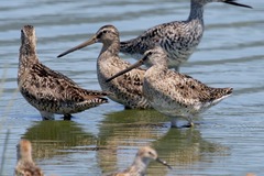 Limnodromus griseus caurinus