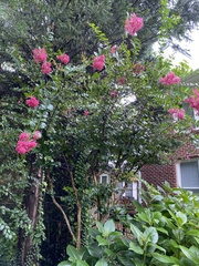 Lagerstroemia indica