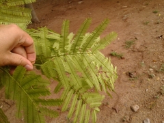 Senegalia polyphylla