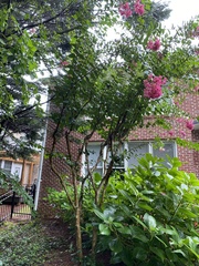 Lagerstroemia indica