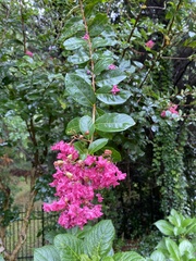 Lagerstroemia indica